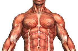 Muscle