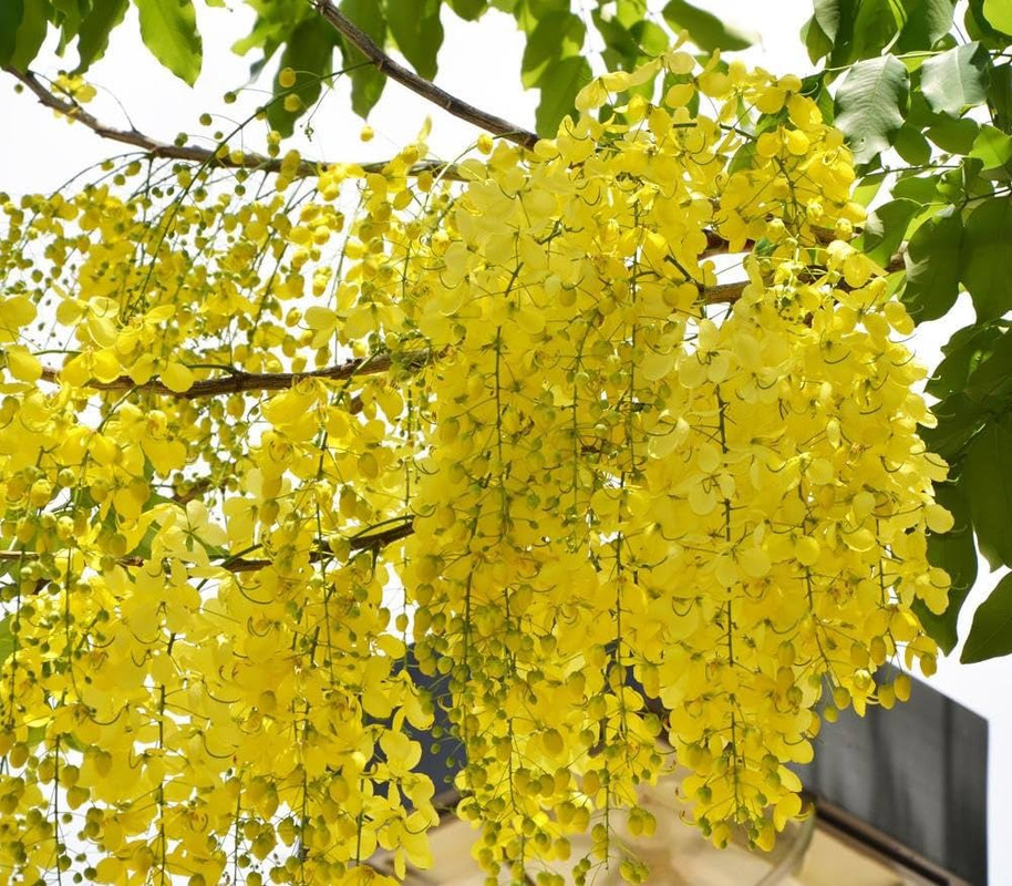 Indian Laburnum ; Cassia Fistula