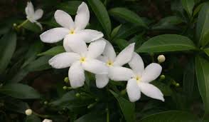 Royal Jasmine, Jasminum Grandiflorum