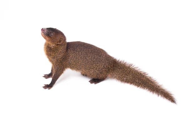 Mungoose