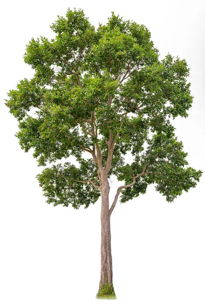 Plant / Tree