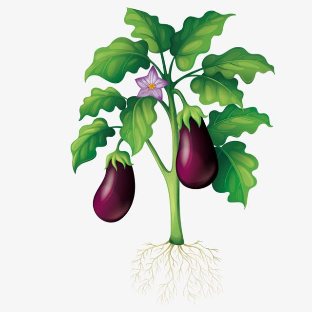 Eggplant, Brinjal