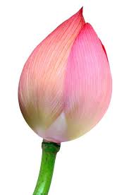 Bud