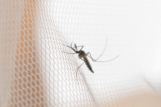 Mosquito Net