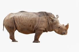 Rhinoceros