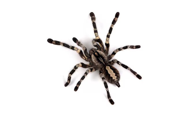 Spider
