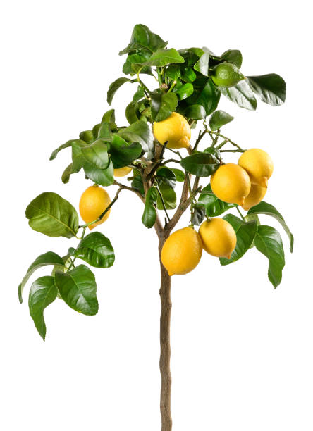 Sweet Lime Tree
