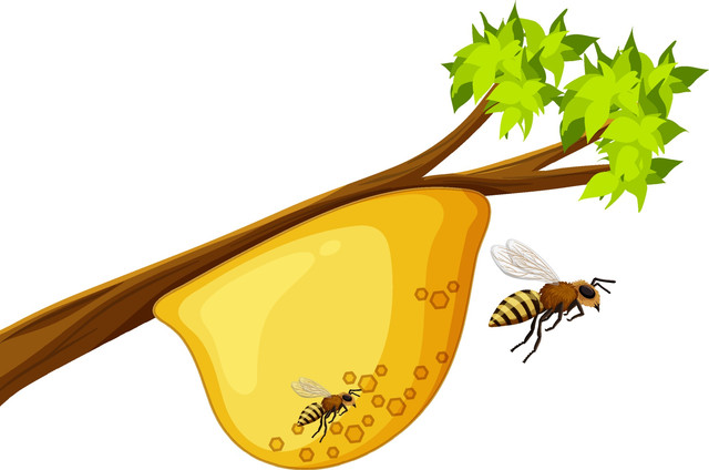 Honey Comb