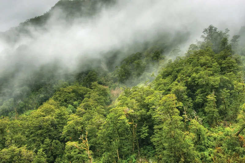 Forest
