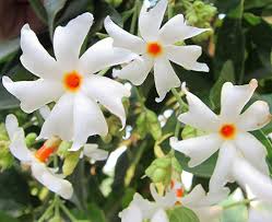 Har Singar, Coral Jasmine