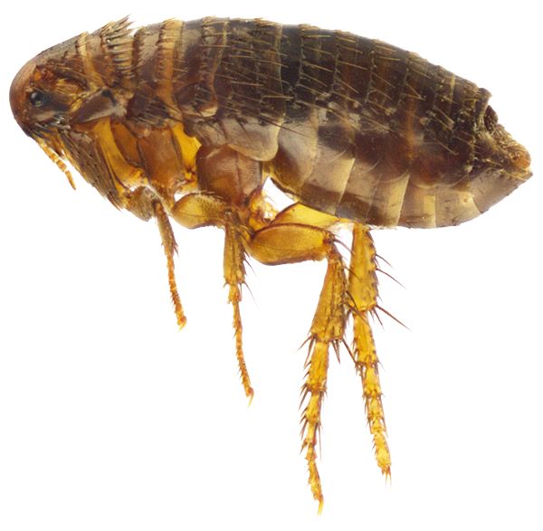 Bug, Flea