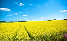 Field