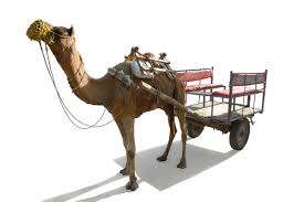 Camel Cart