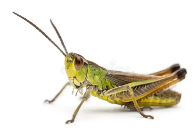 Grasshopper, Locust