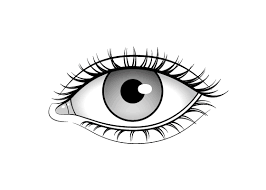 Eye