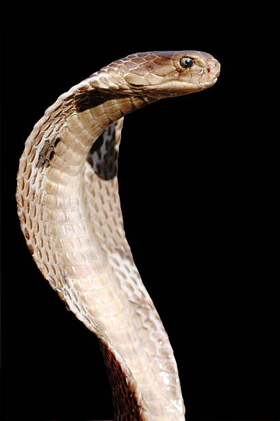 Serpant Hood