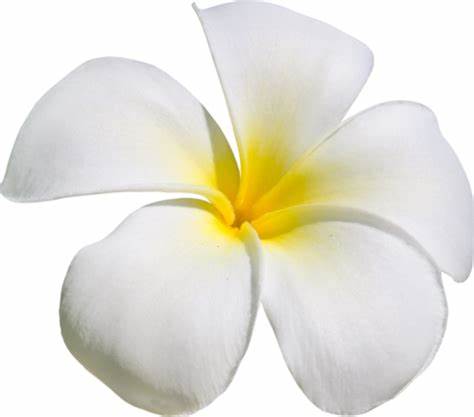 Champa, Magnolia X Alba