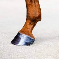Hoof
