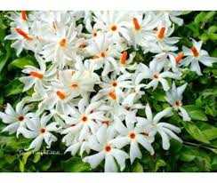Night Flowering Jasmine, Oral Jasmine, Nyctanthes arbor-tristis