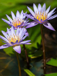 Blue water lily, Blue Lotus, Nymphaea Nouchal