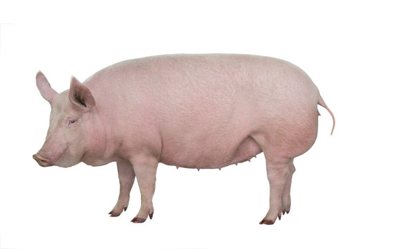 Pig, Hog, Boar