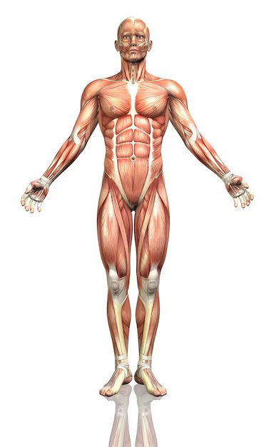 Body