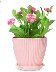 Flower Pot