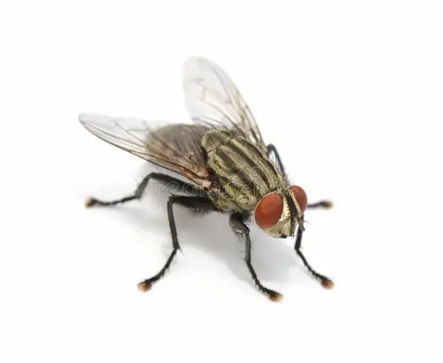 Fly