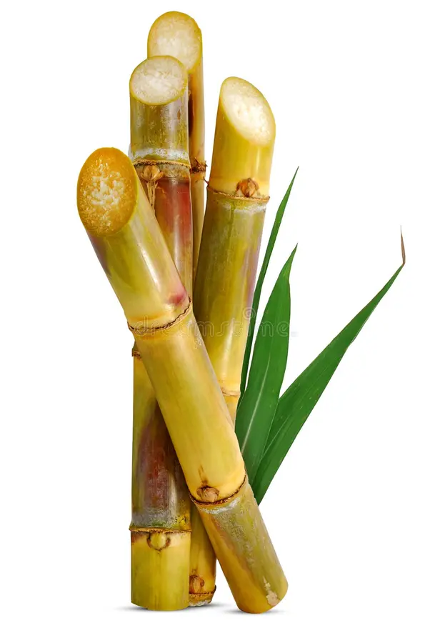 Sugar Cane
