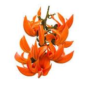 Palasa, Flame of the Forest, Butea Frondosa