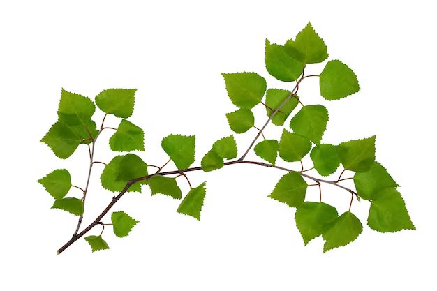 Branch