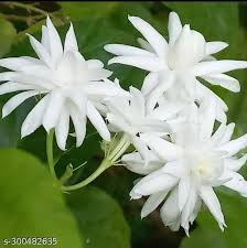 Juhi, Jasminum Auriculatum