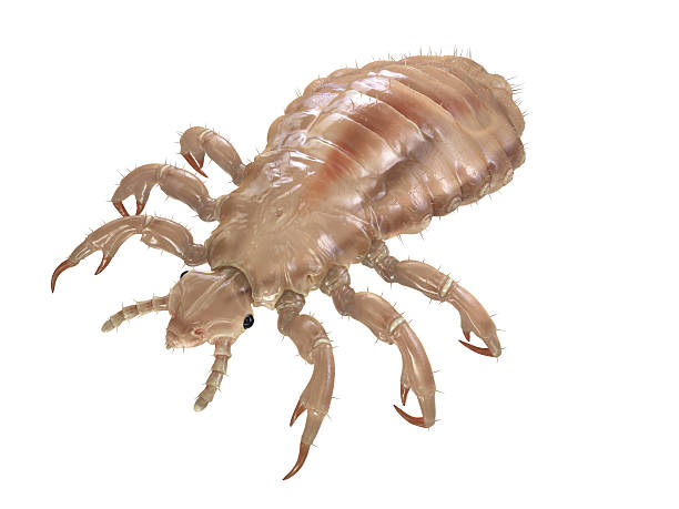 Louse