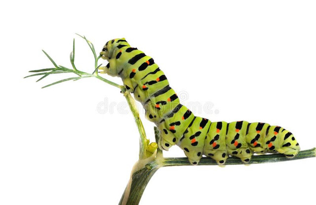 Caterpillar