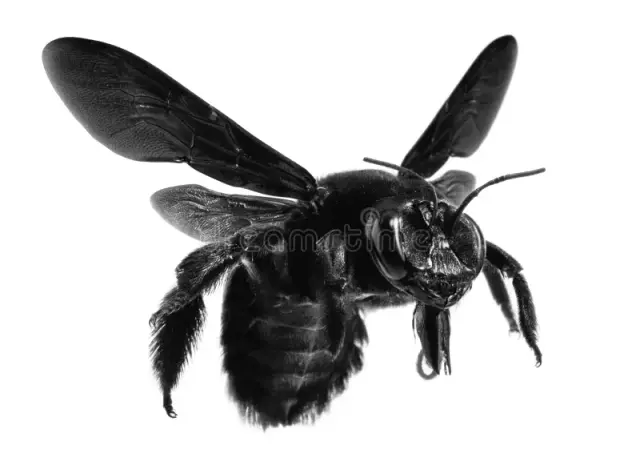 Large Black Bee