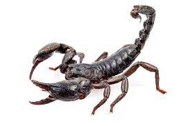 Scorpion
