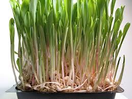Sprout, Shoot