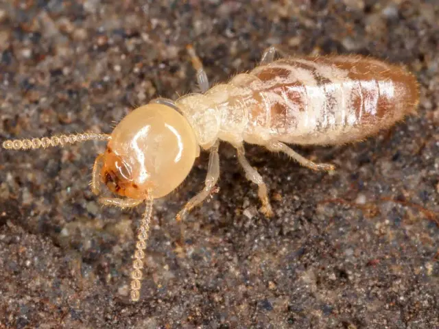 Small Bee, Termite