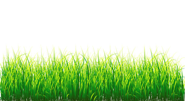 Grass