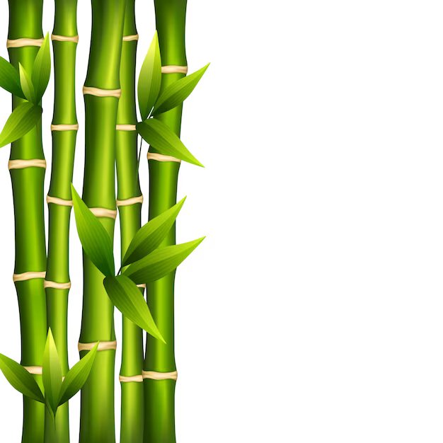 Bamboo