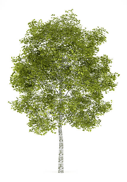 Silver Tree