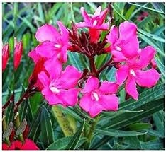 Rosebay, Nerium Oleander