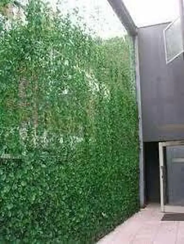 Plant Enclosure