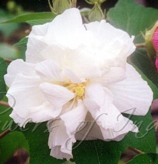 Cotton Rose, Hibiscus Mutabilis