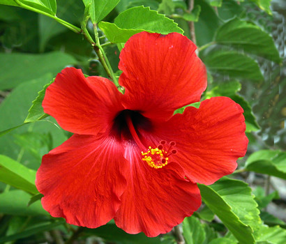 Hibiscus