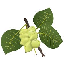 The footstalk of a leaf or fruit
