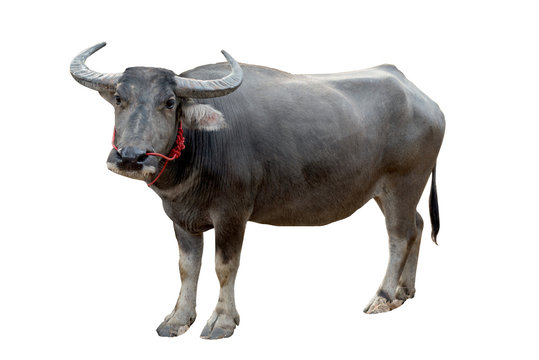 Buffalo
