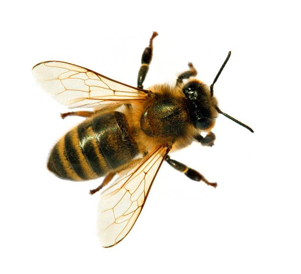 Honey Bee