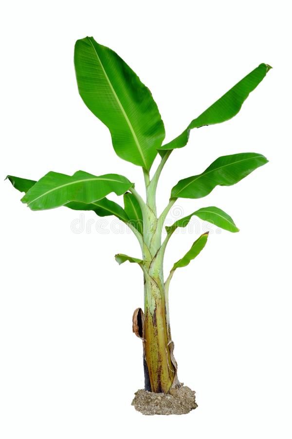 Plantain Tree, Banana Tree