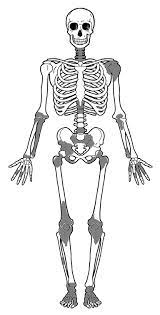 Skeleton
